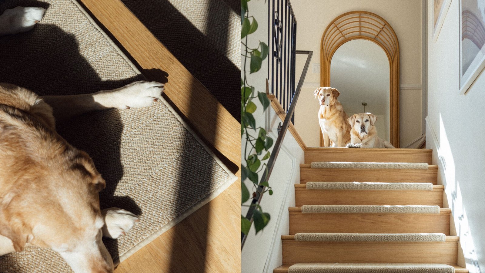 Featured image for “Safety and Wellbeing: Stair Safety”